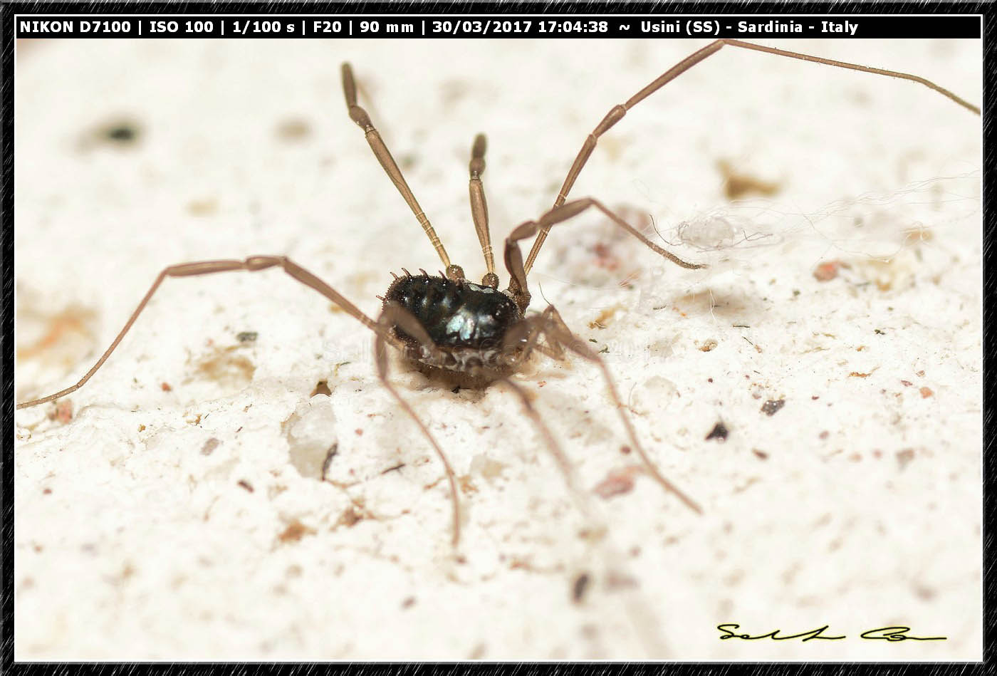 Histricostoma argenteolunulatum (Canestrini 1875) Nemastomatidae